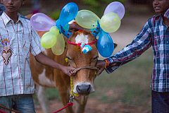 Cow Pongal at the Heartkids Home