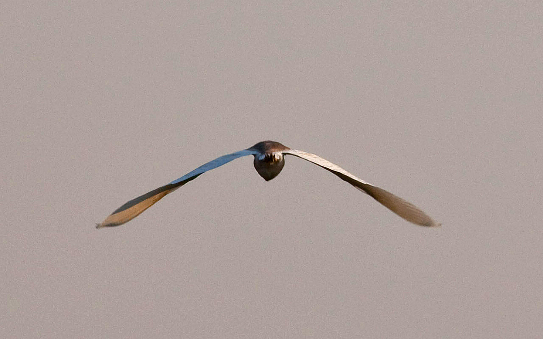 IMG 9075