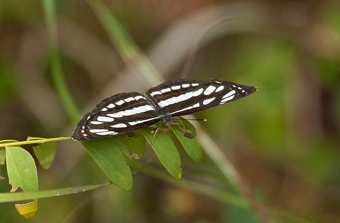 2011-01-08 10-10-16 IMG 5937