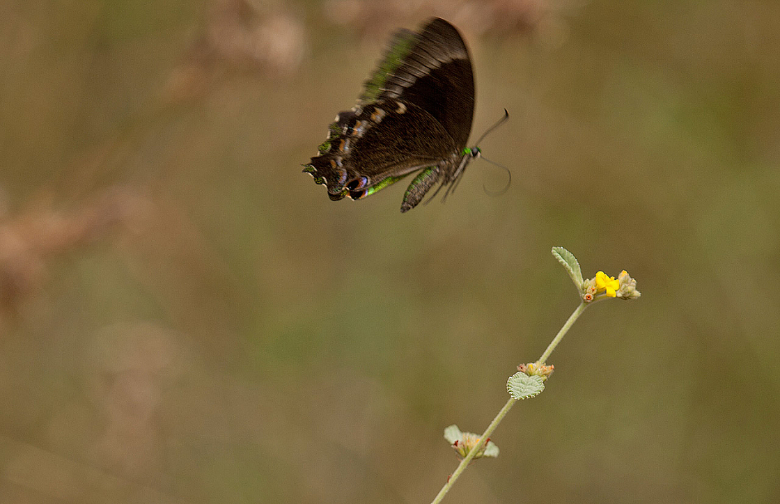 2011-01-08 11-37-25 IMG 6209