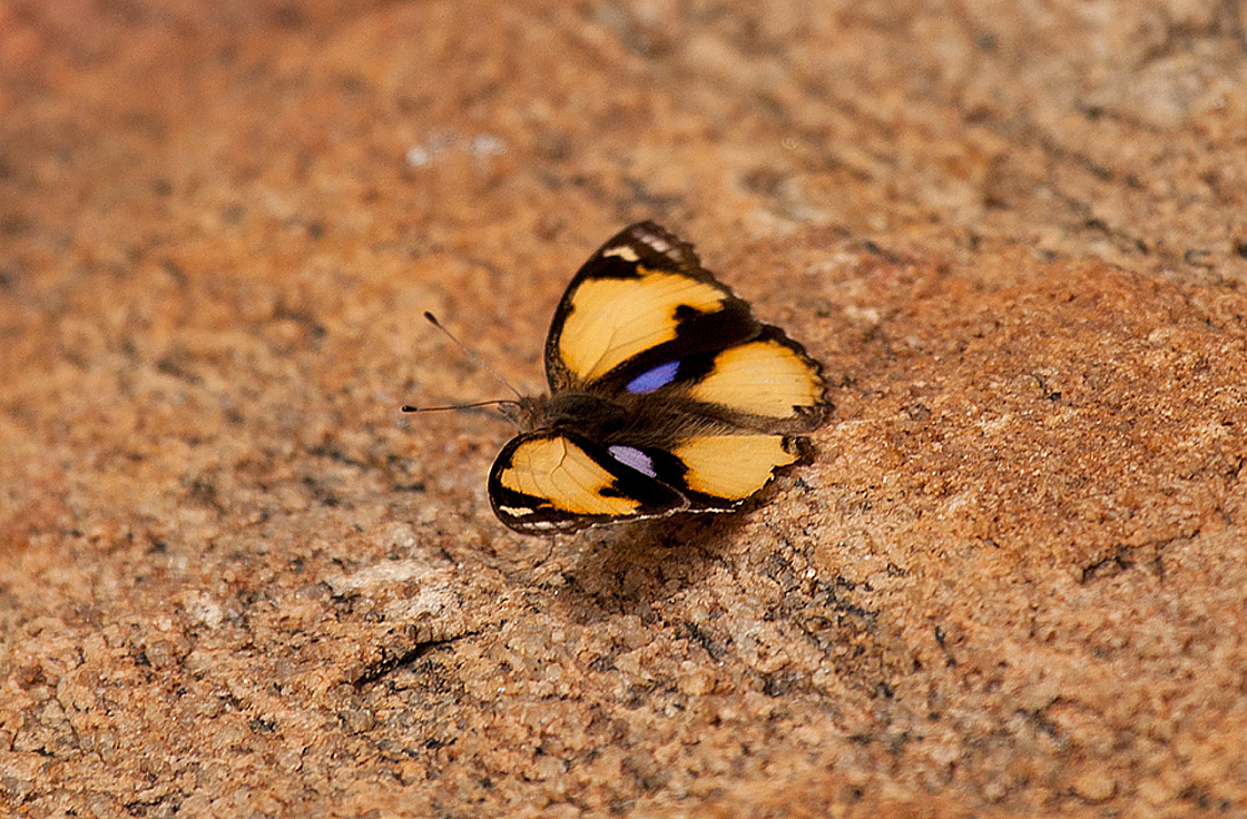 2011-01-08 11-38-05 IMG 6212