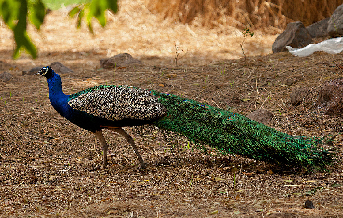 2011-01-08 11-52-41 IMG 6246