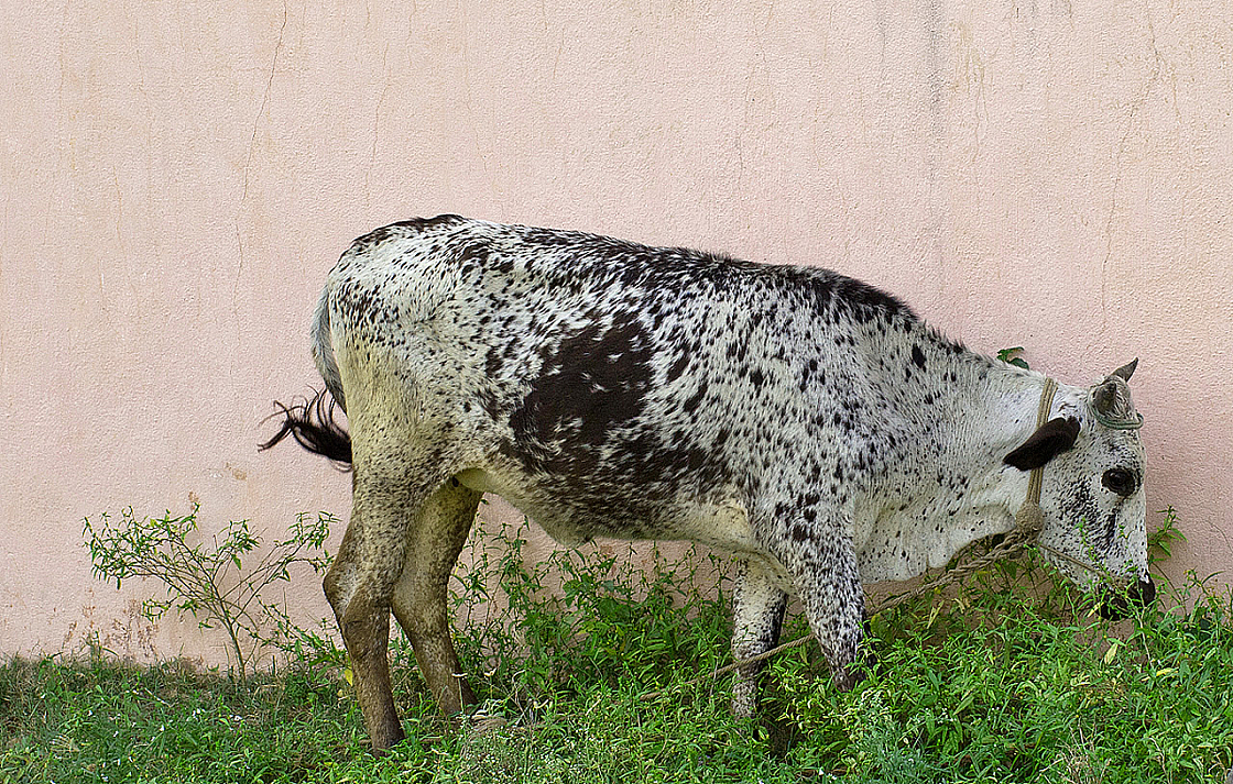 2011-01-07 16-59-14 IMG 5484