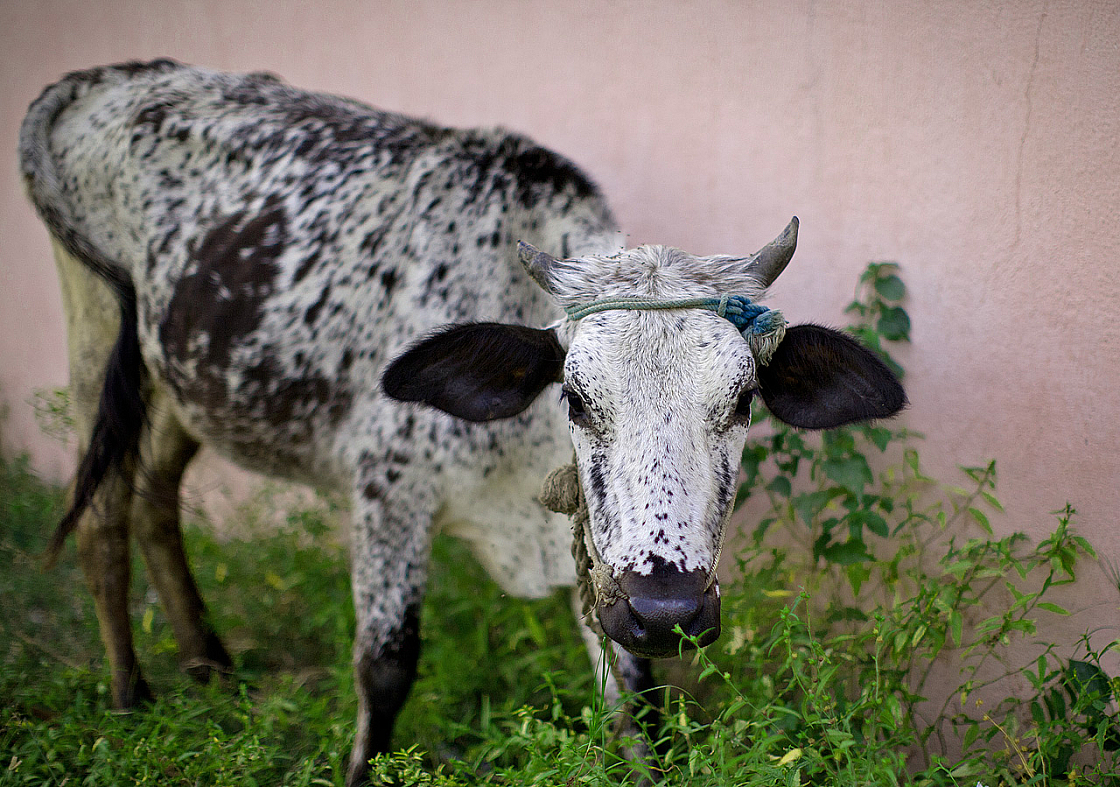 2011-01-07 16-59-40 IMG 5486