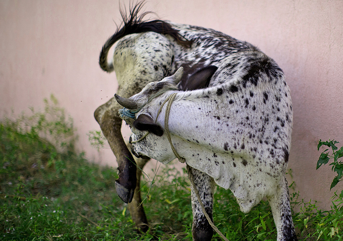 2011-01-07 16-59-42 IMG 5489