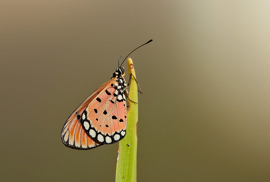 2011-01-03 08-29-45 IMG 3608