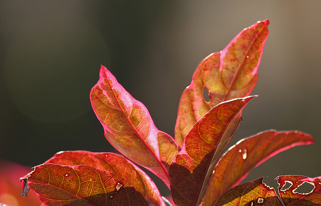 2011-01-03 09-01-08 IMG 3770