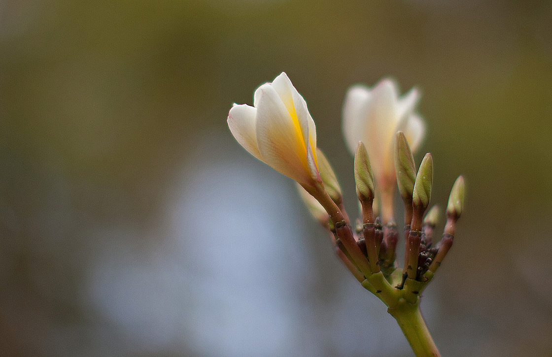 2011-01-03 16-52-31 IMG 4037