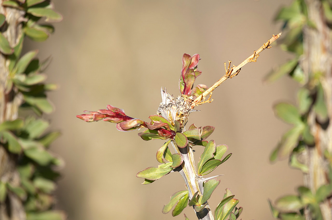 Ocotillo