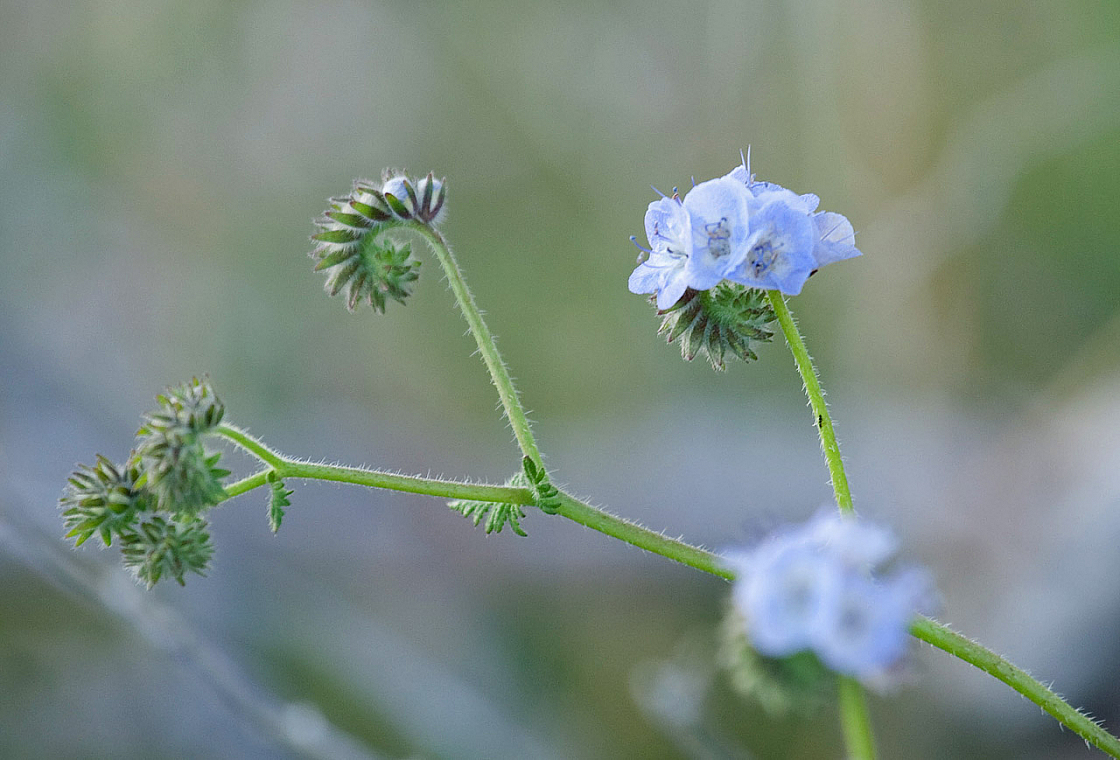 Scalloped Phacelia