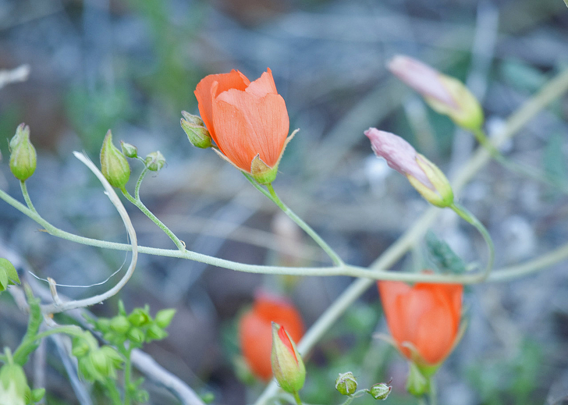Desert Globemallow