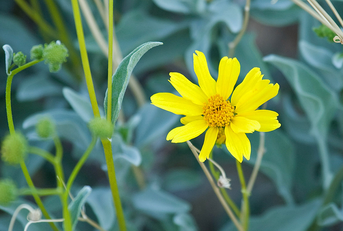 Brittlebush
