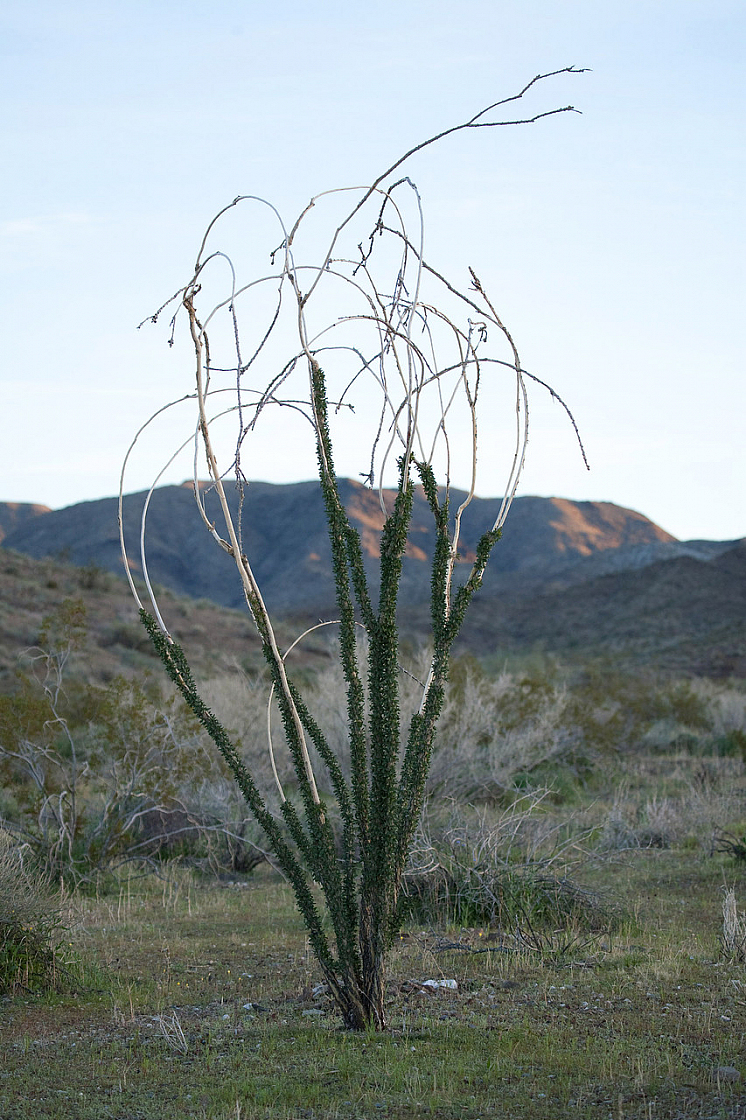 Ocotillo