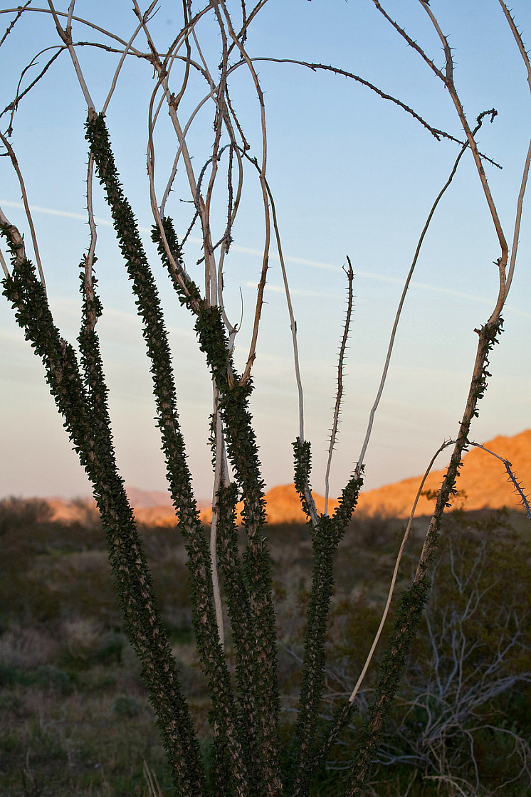 Ocotillo