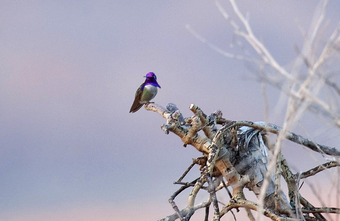 Costa's Hummingbird