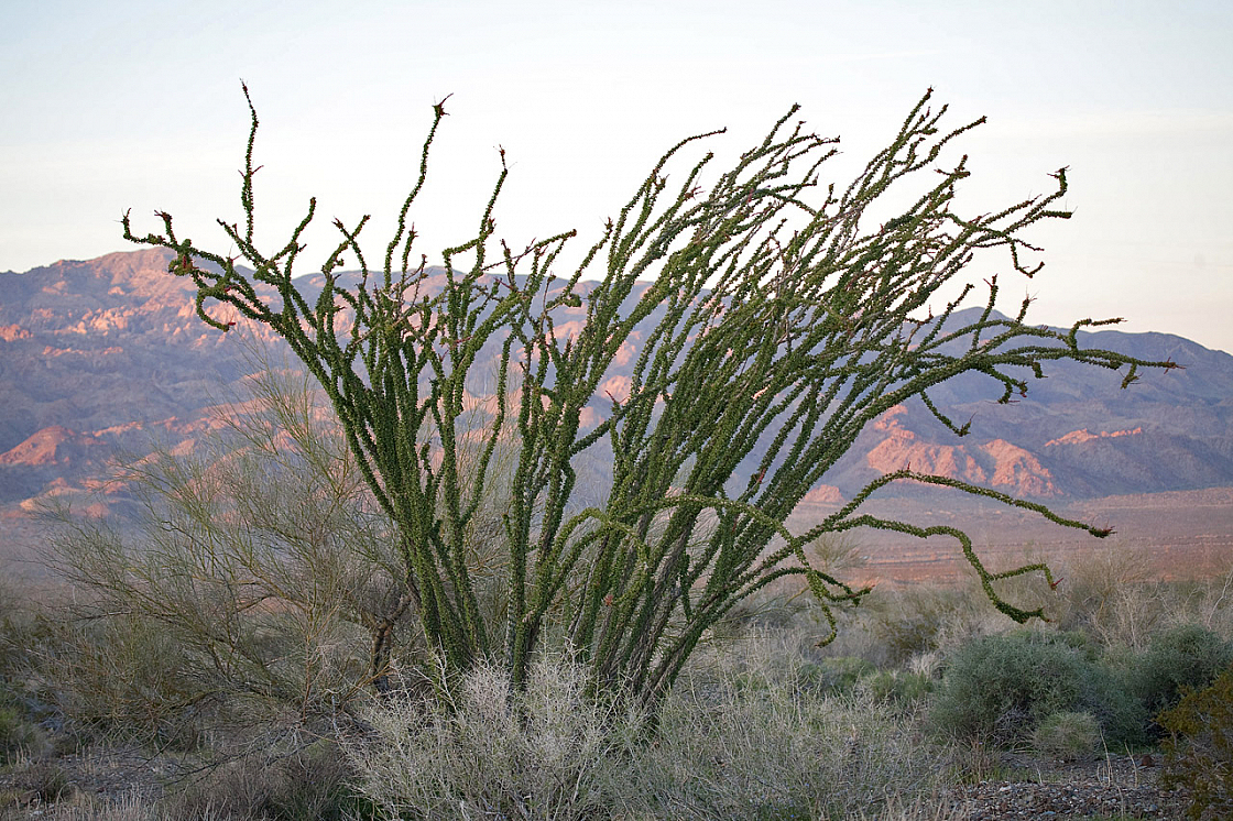 Ocotillo