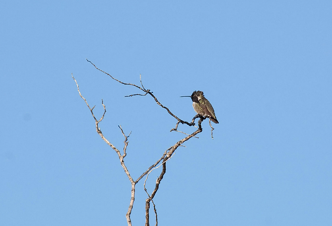 Costa's Hummingbird