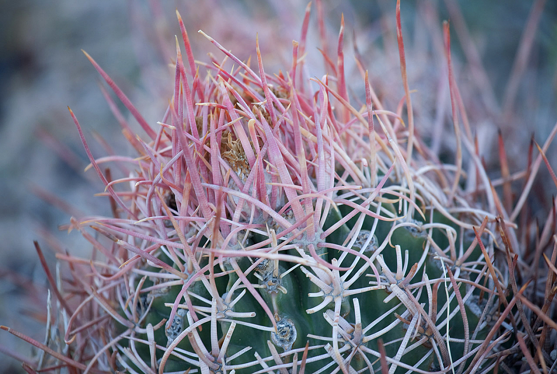 Fishhook Cactus