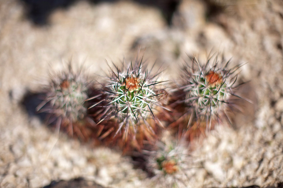 Simpson's Hedgehog Cactus