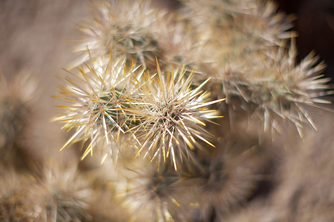 Teddybear Cholla