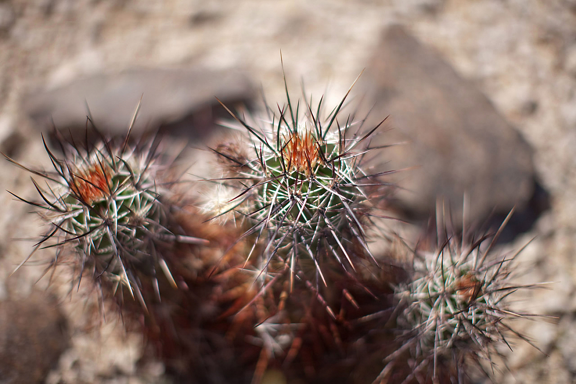 Simpson's Hedgehog Cactus