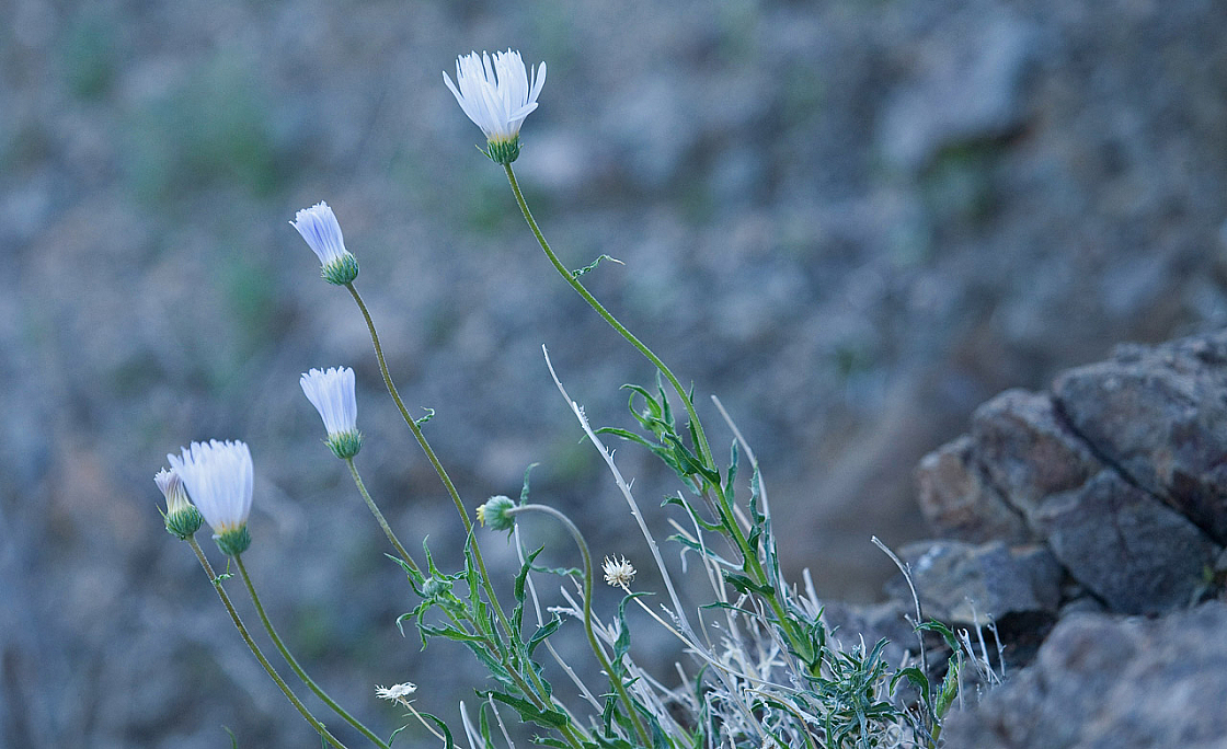 Desert Chicory