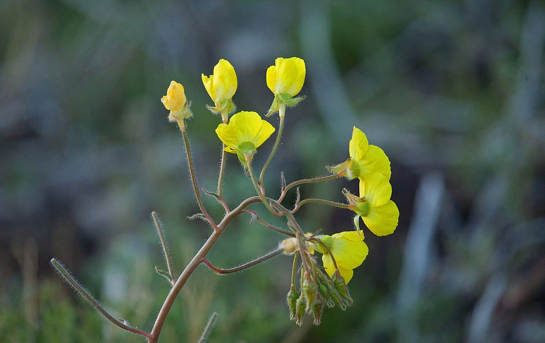 Desert Primrose