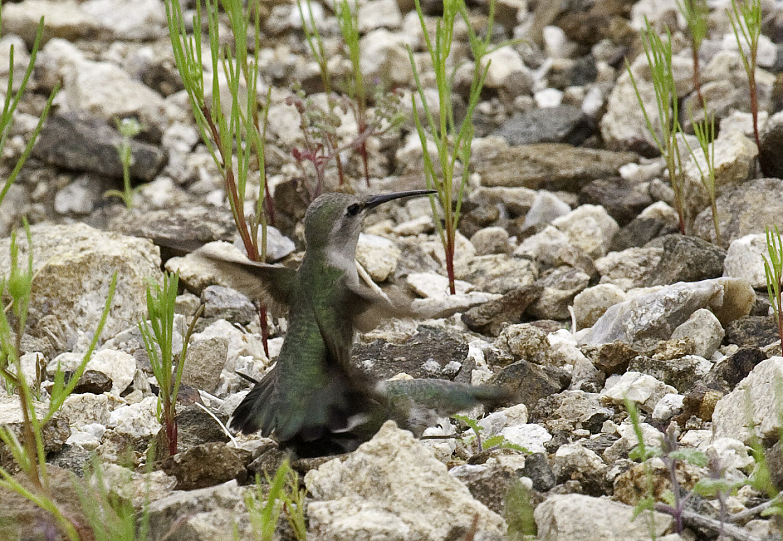 Costa's Hummingbird