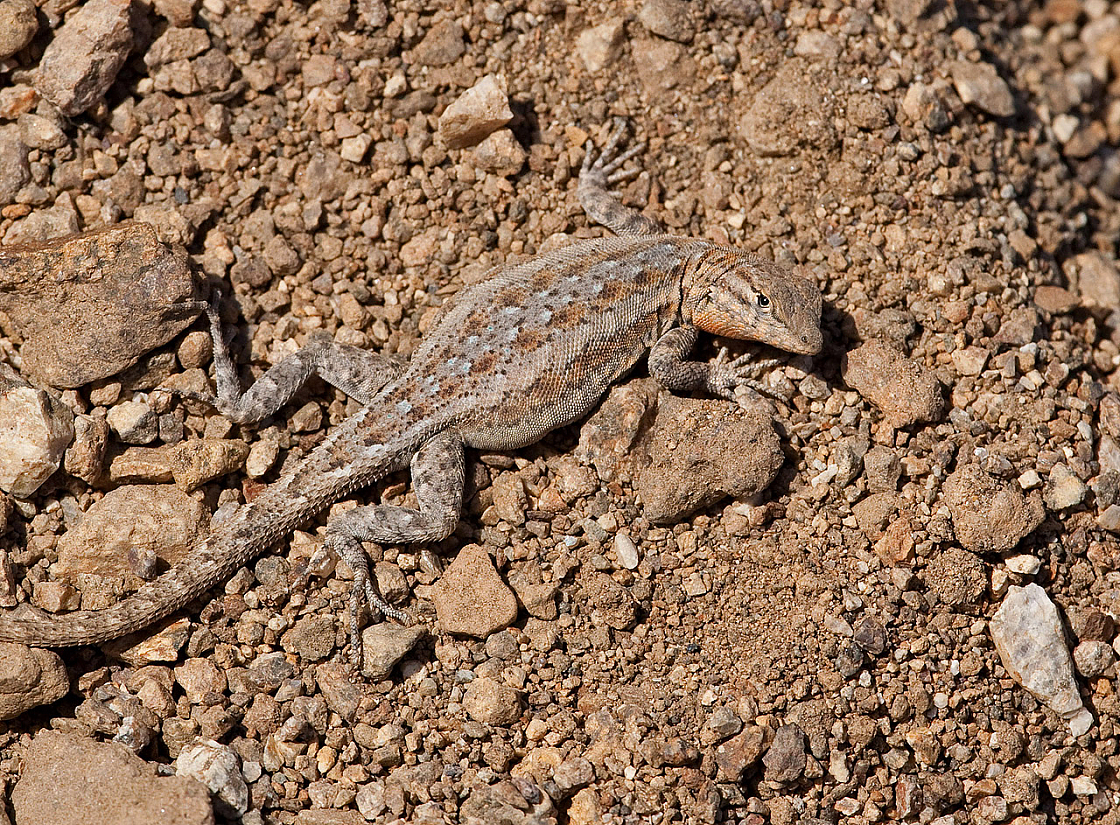 Sagebrush Lizard