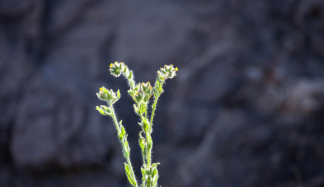 Rigid Fiddleneck