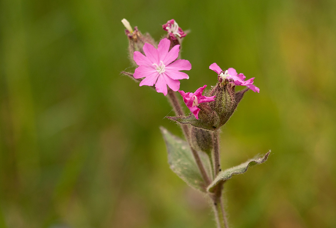 2011-04-28 17-37-34 IMG 8469