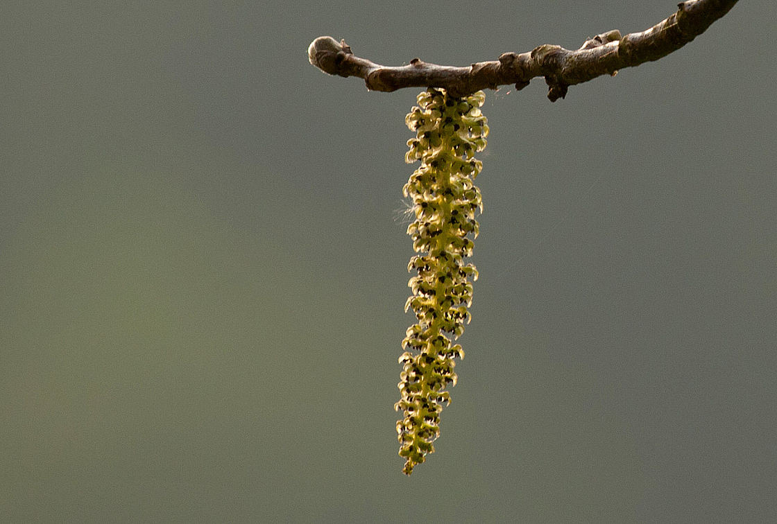 2011-04-28 17-46-49 IMG 8501