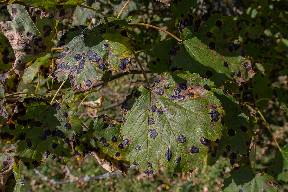 20131003125910 25270