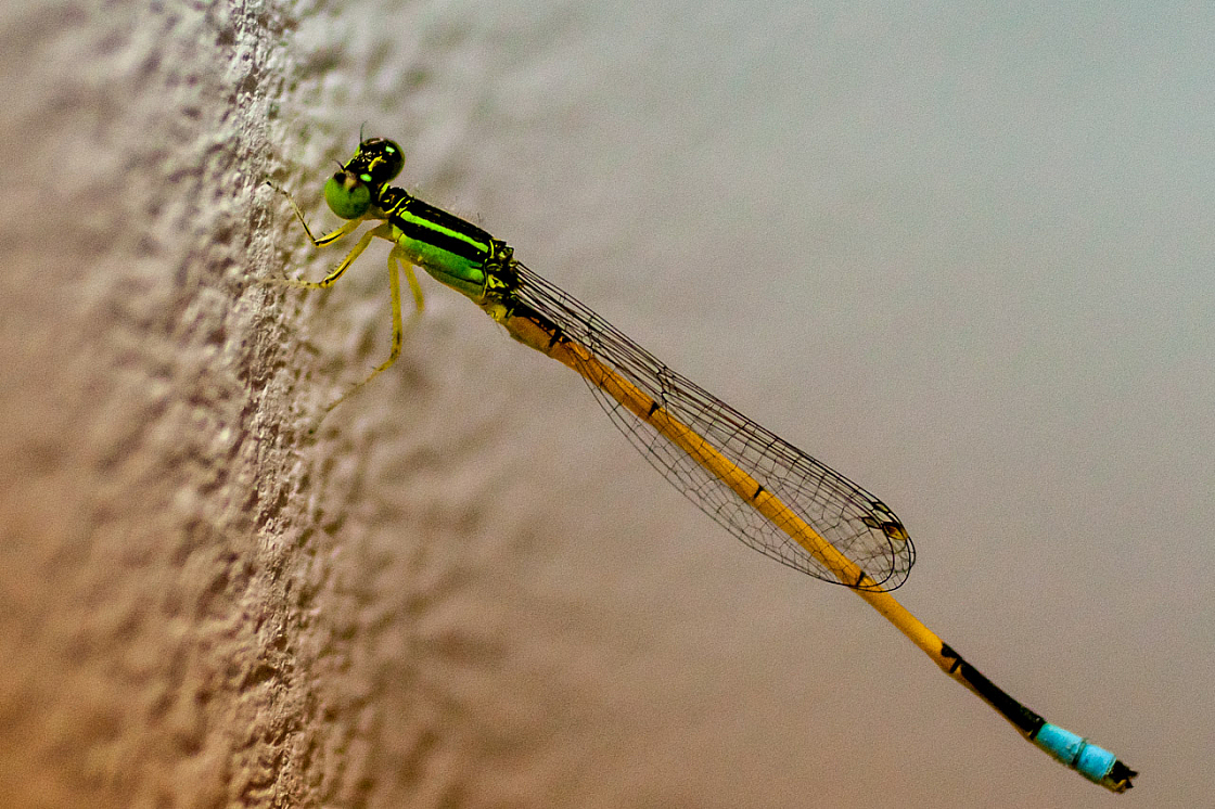 09 nature 20121221011918 4077