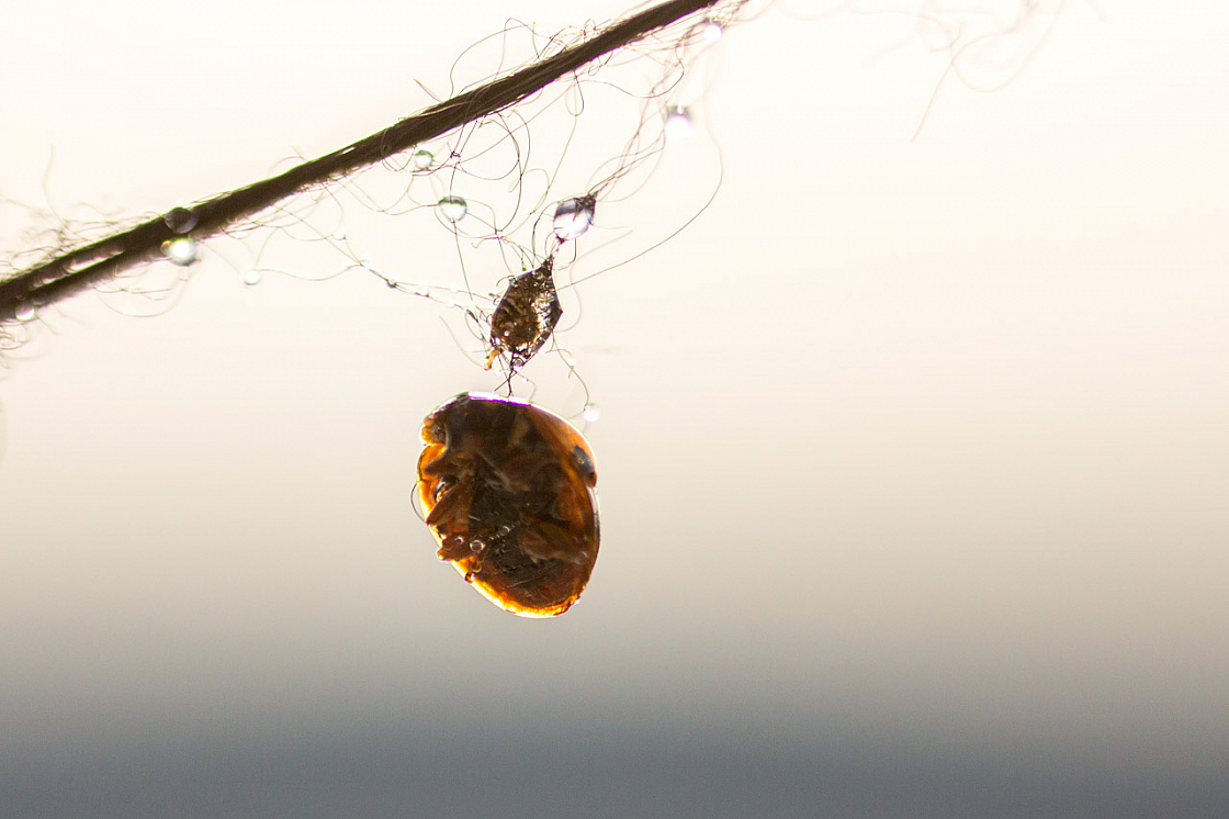 20150101132631 77900