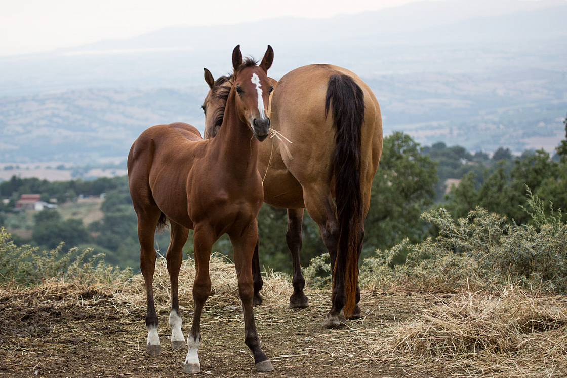 20150815192710 94339