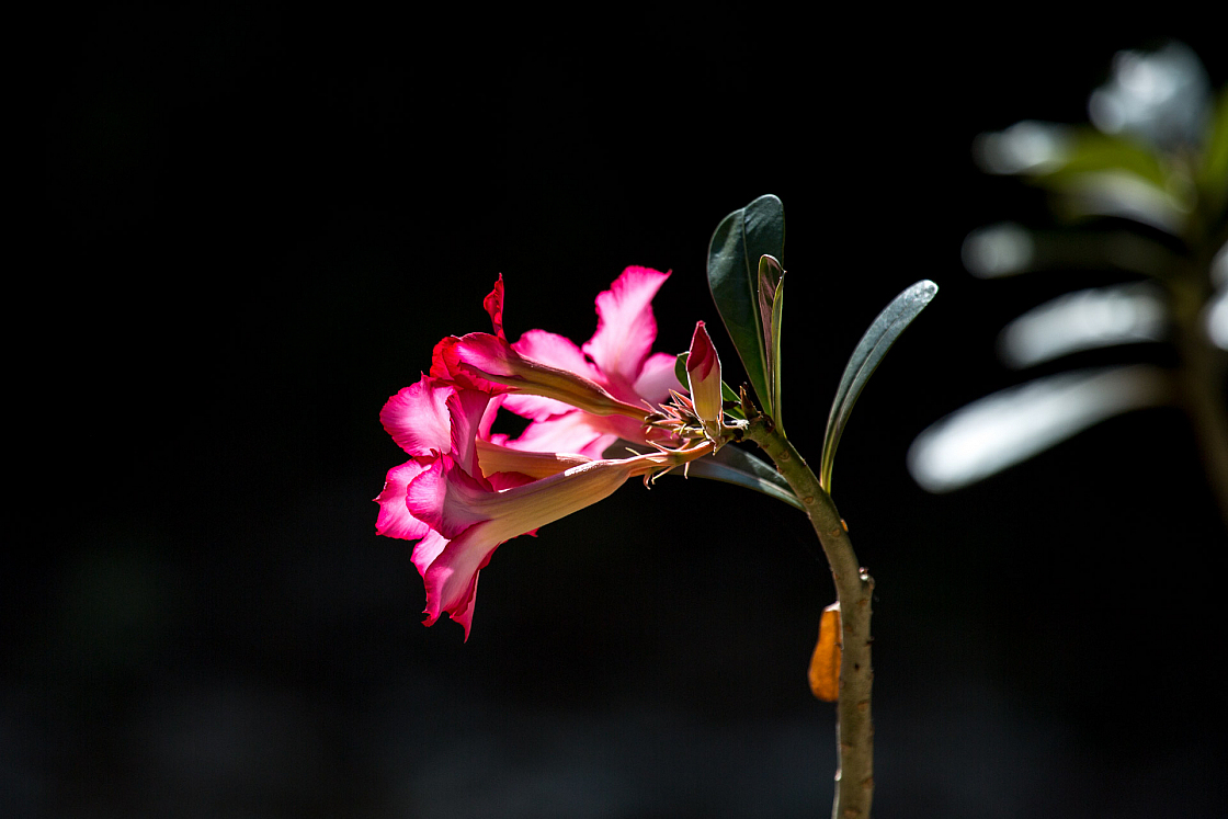 D flower07 20160116144011 105183