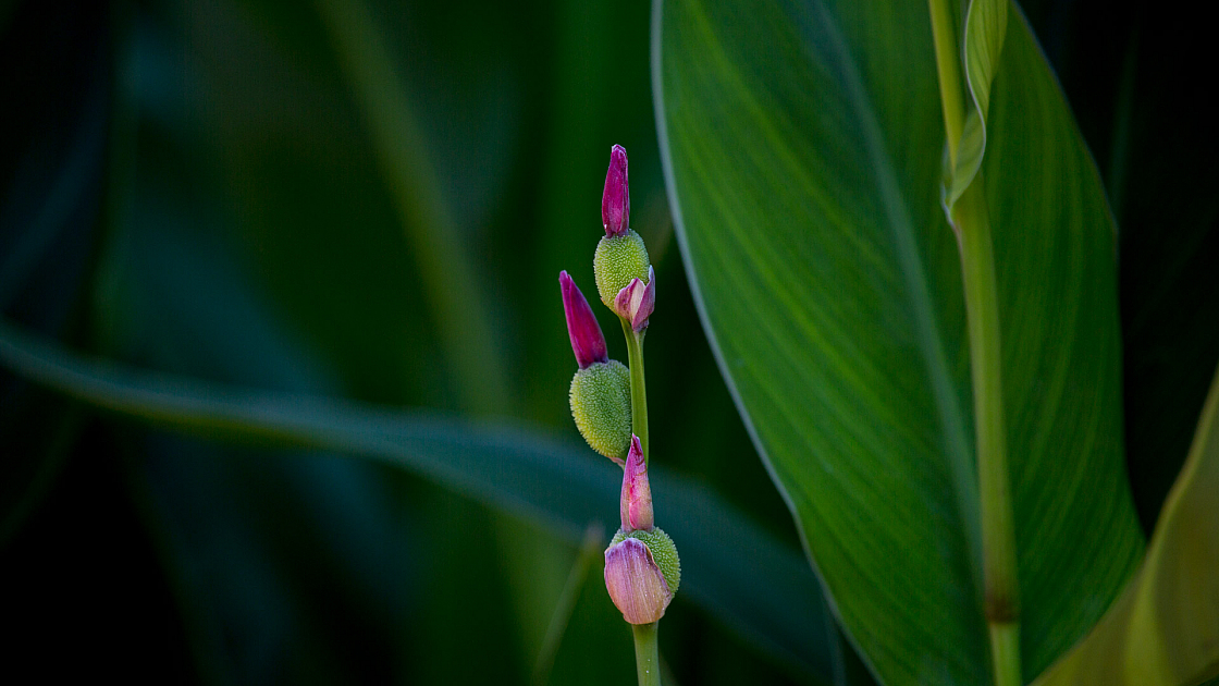 D flower11 20160116144404 105196