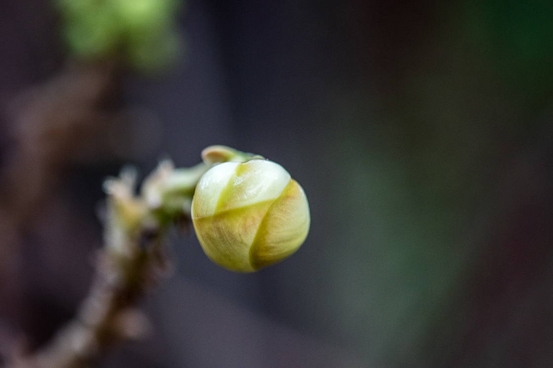 D flower13 20160120171531 013812