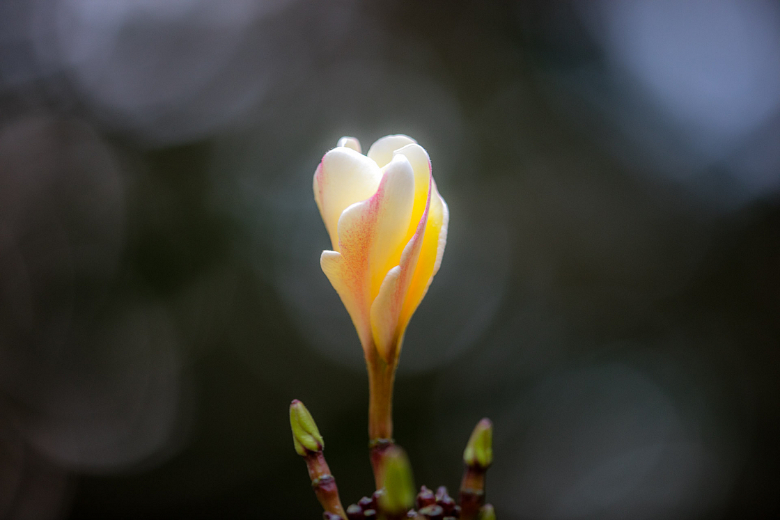 D flower19 20160120172308 013889