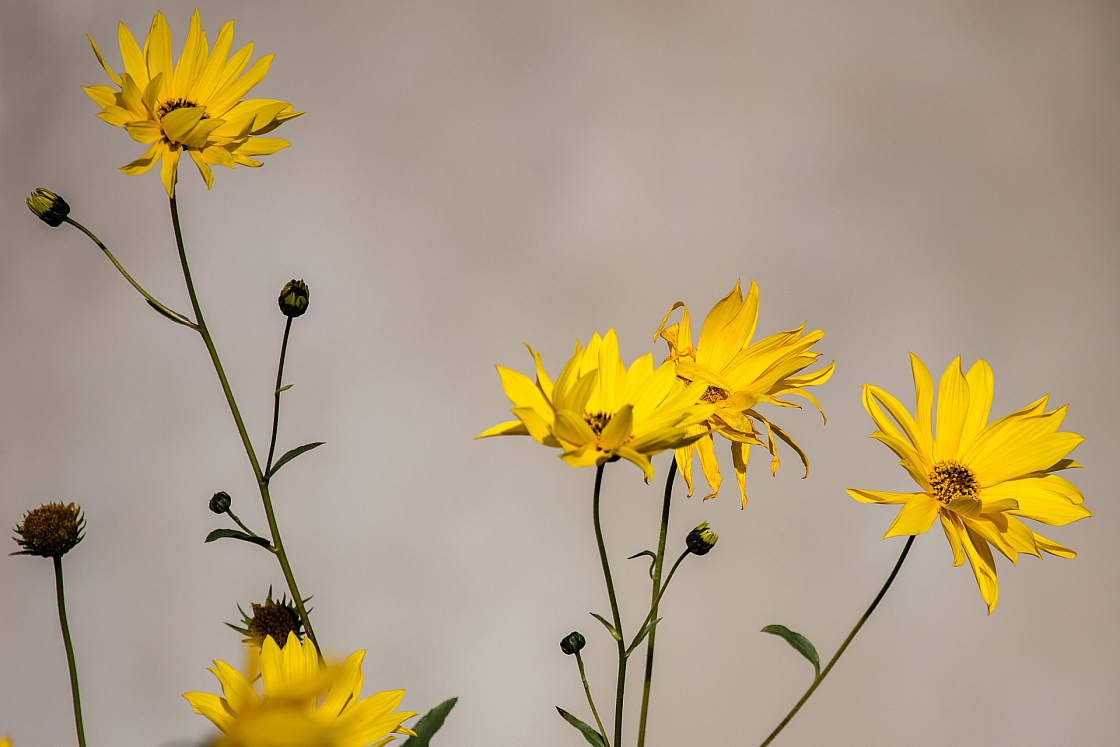 20161013094239 019796