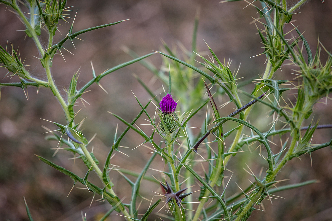 20160805111326 012553