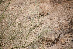 Desert at 29 Palms Mecca Exit Hwy 10 CA