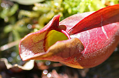 Ponkapoag Bog