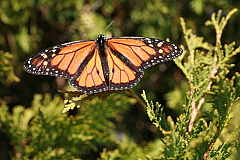 IMG_8267.JPG