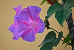 IMG_4764.jpg