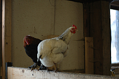 DSC 3286
