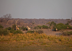 IMG 7439