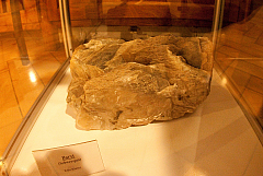 IMG 4554