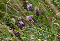 IMG 4773